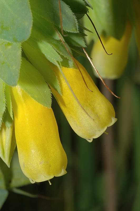 Cerinthe major  / Erba vajola maggiore